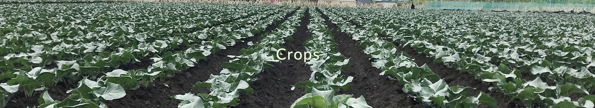 Crops